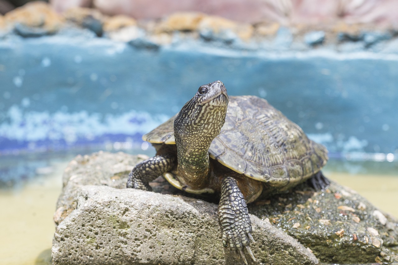 turtle  rock  animal free photo