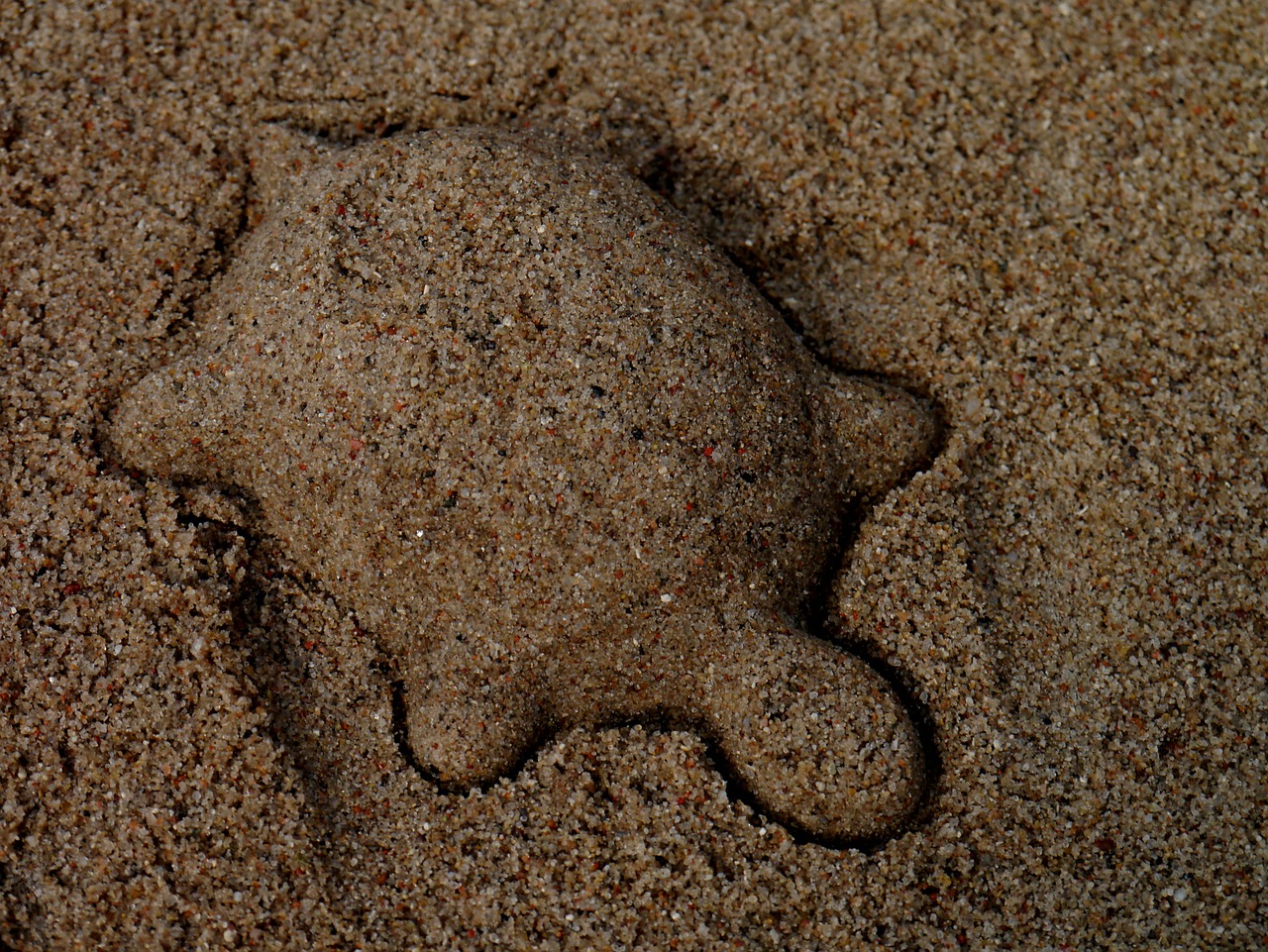 turtle sand mold sand free photo