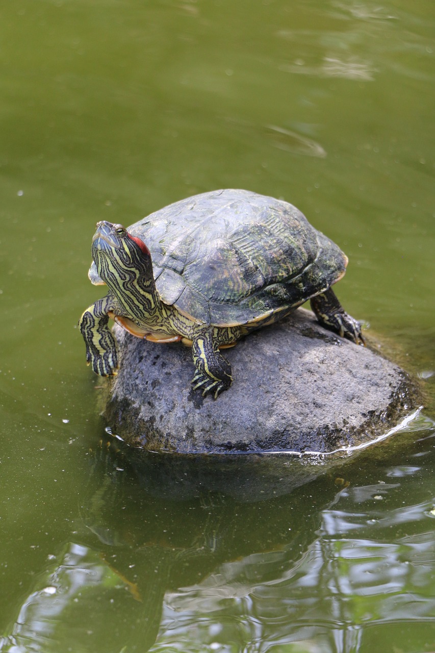 turtle  pond  water free photo