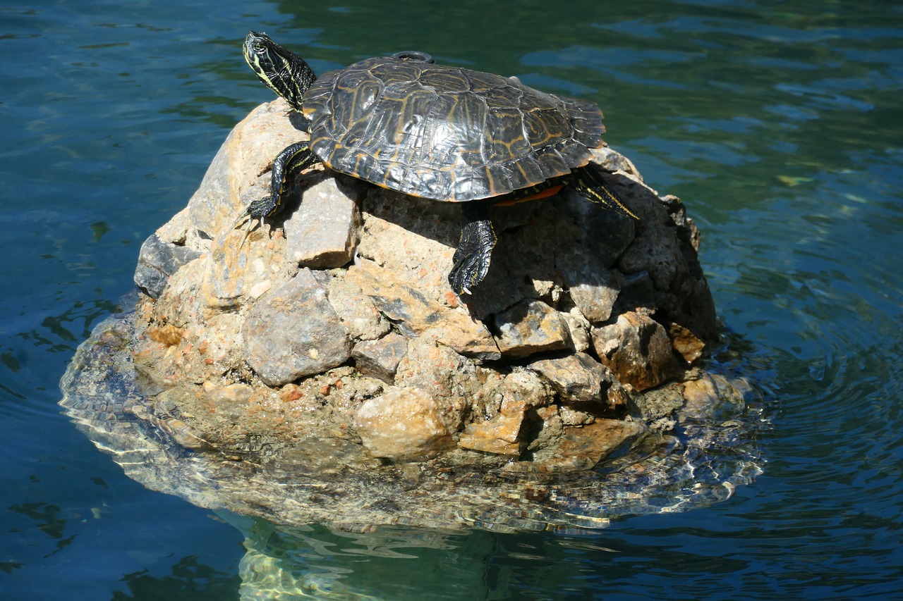 turtle  water  lake free photo