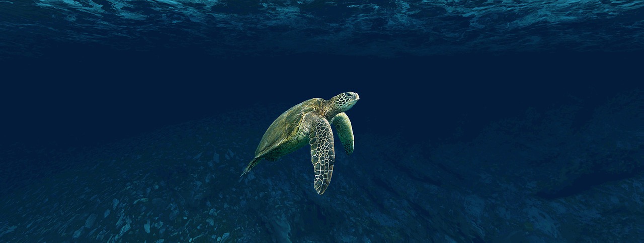 turtle  sea  underwater free photo