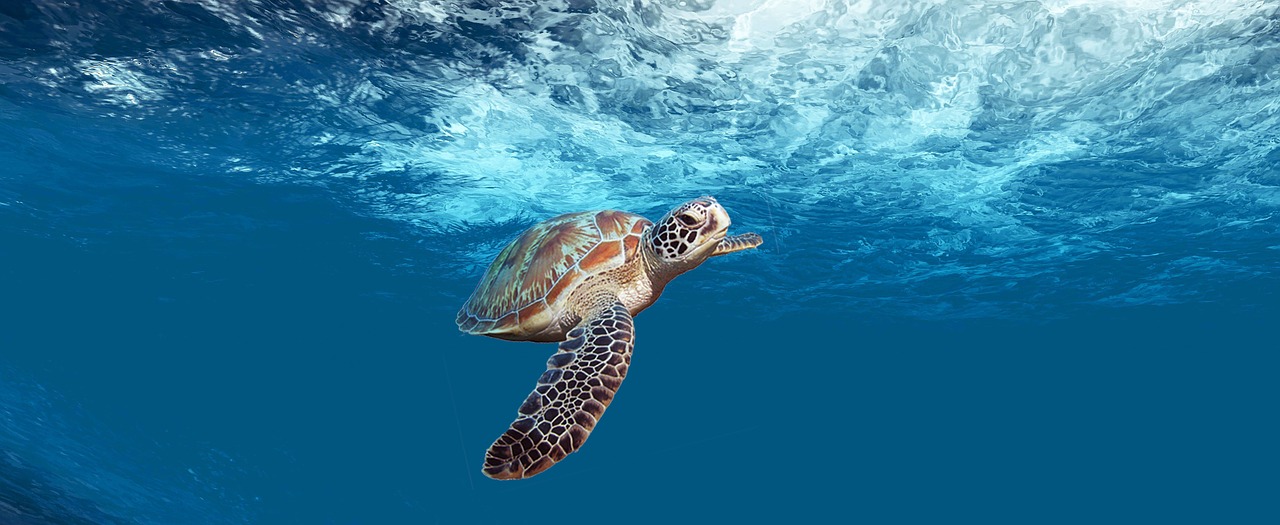 turtle  sea  underwater free photo