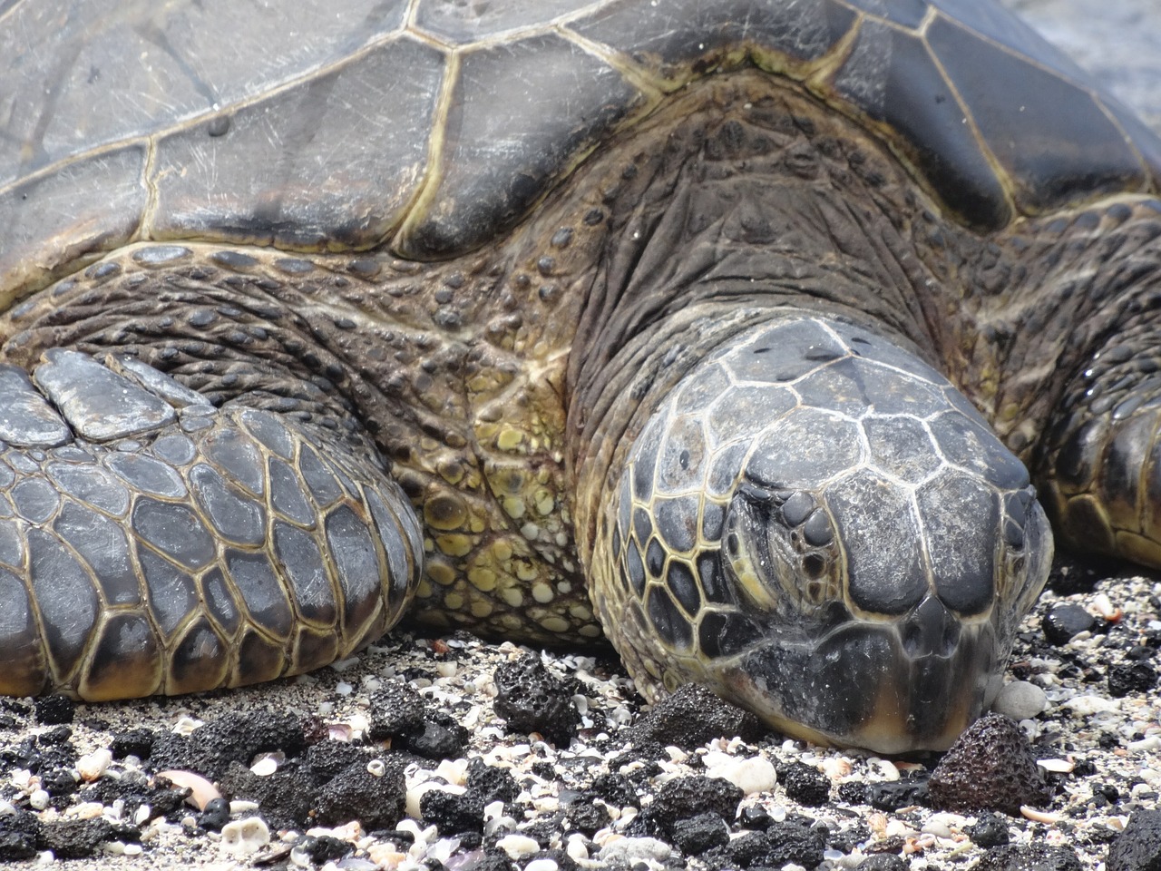 turtle sea meeresbewohner free photo