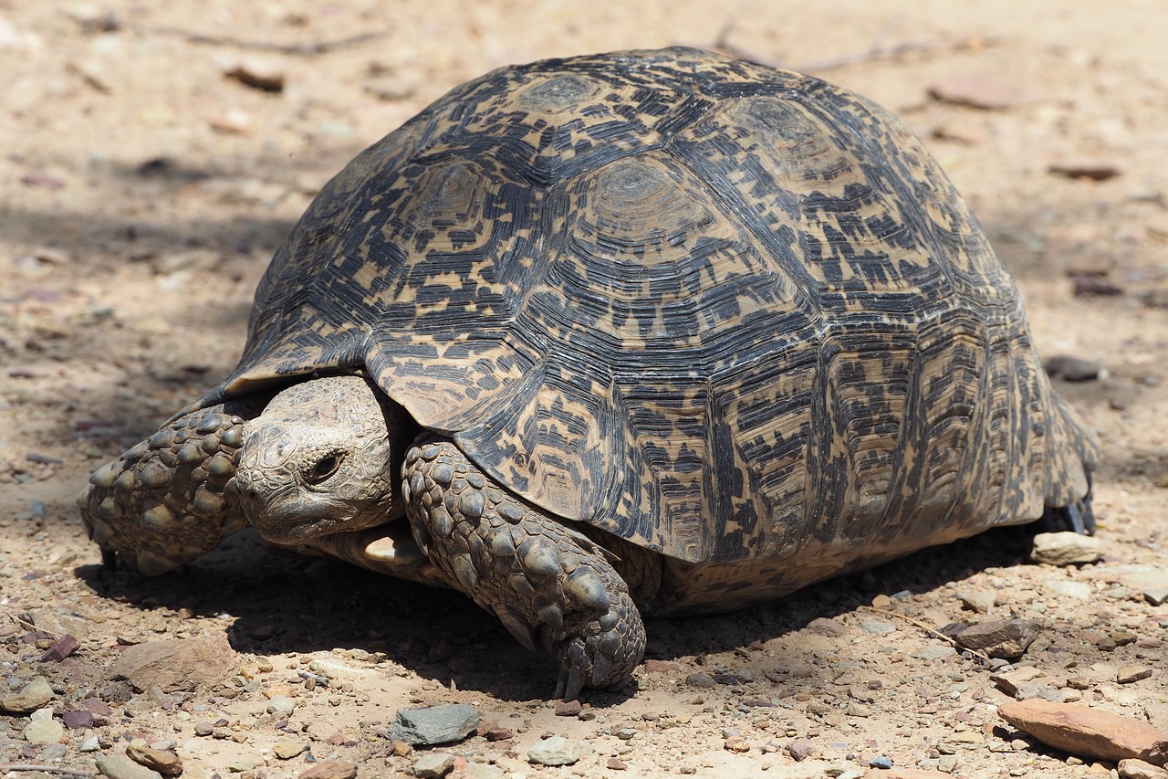 turtle  south africa  tortoise free photo