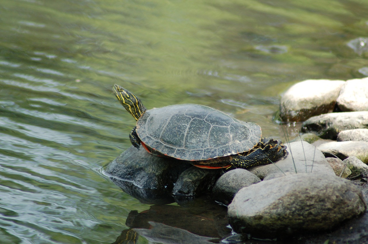 turtle  reptile  water free photo