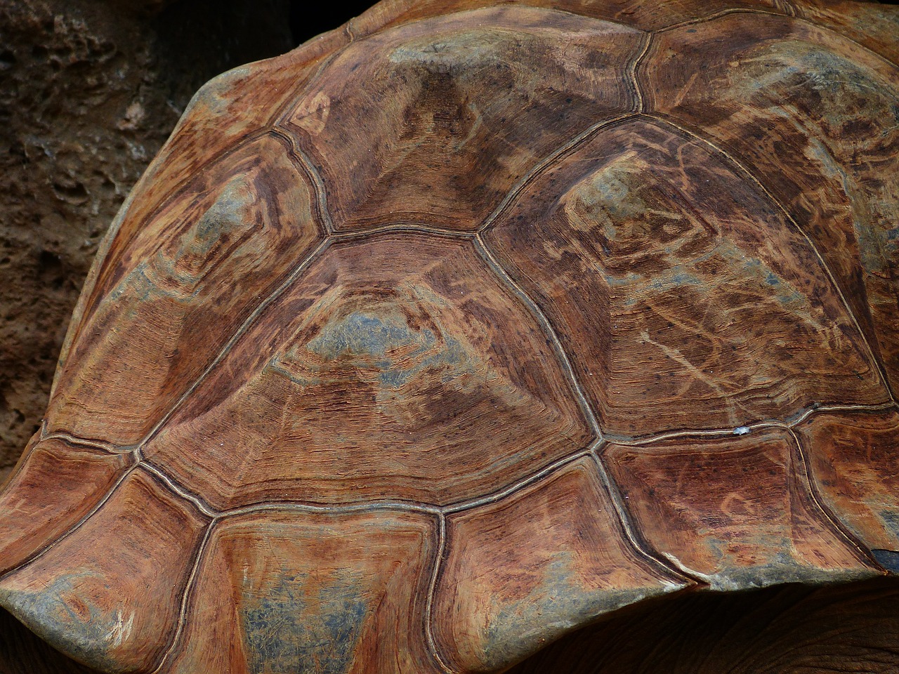 turtle panzer tortoise shell free photo