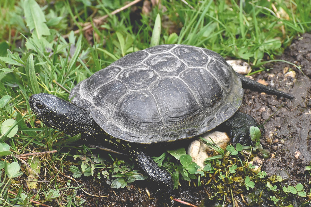 turtle  animal photography  animal free photo