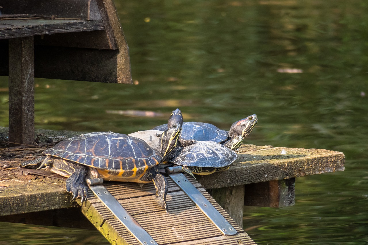 turtle  group  relax free photo
