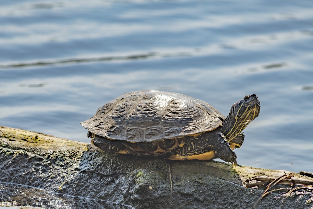 turtle  water  nature free photo