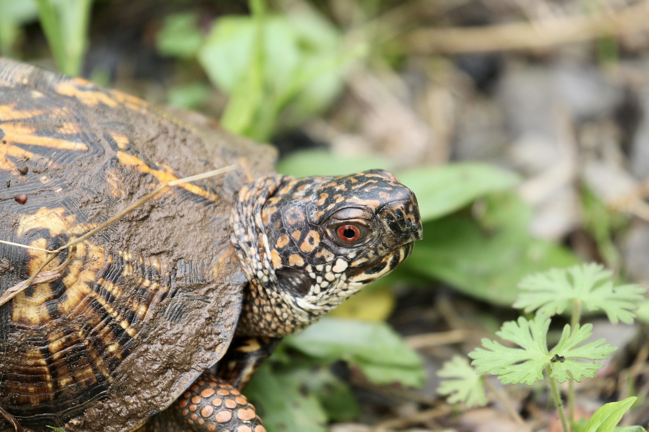 turtle  head  reptile free photo