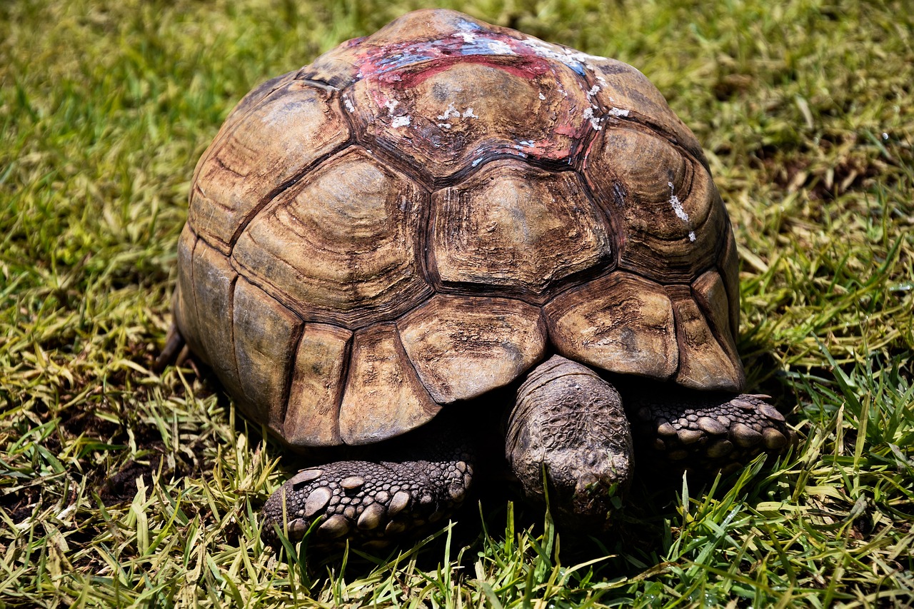 turtle  africa  namibia free photo