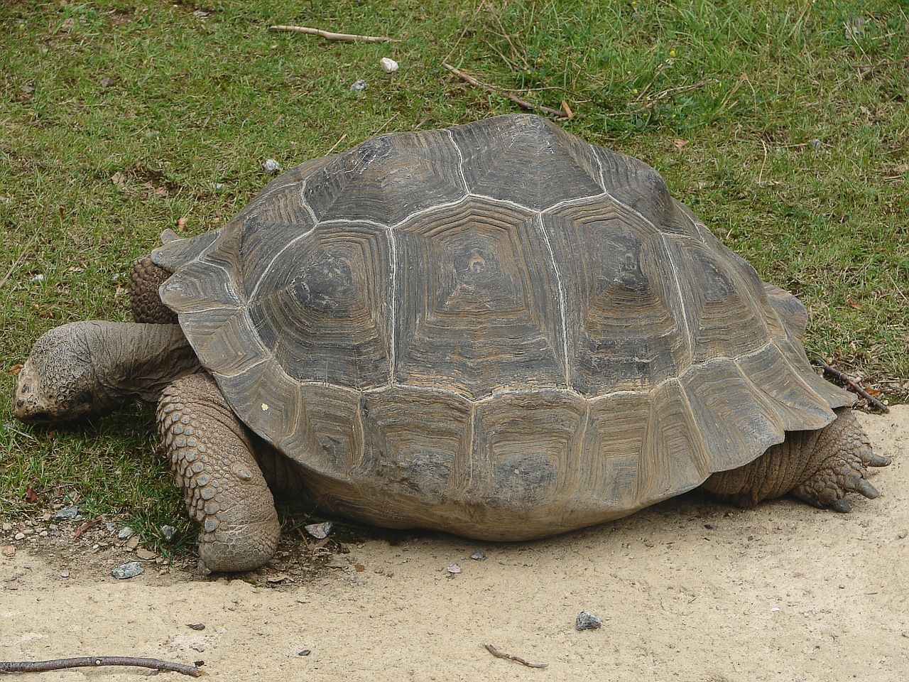 turtle tortoise giant tortoise free photo