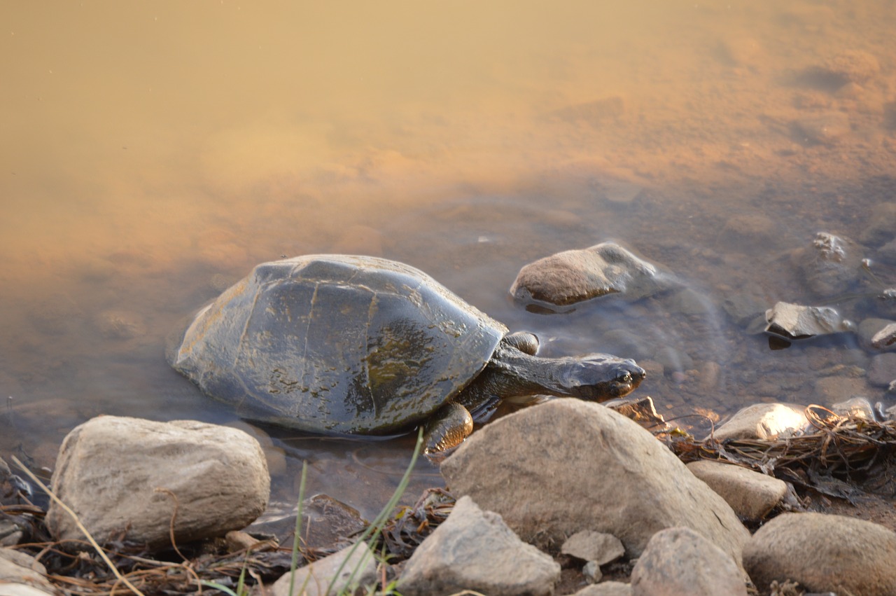 turtle  wild  nature free photo