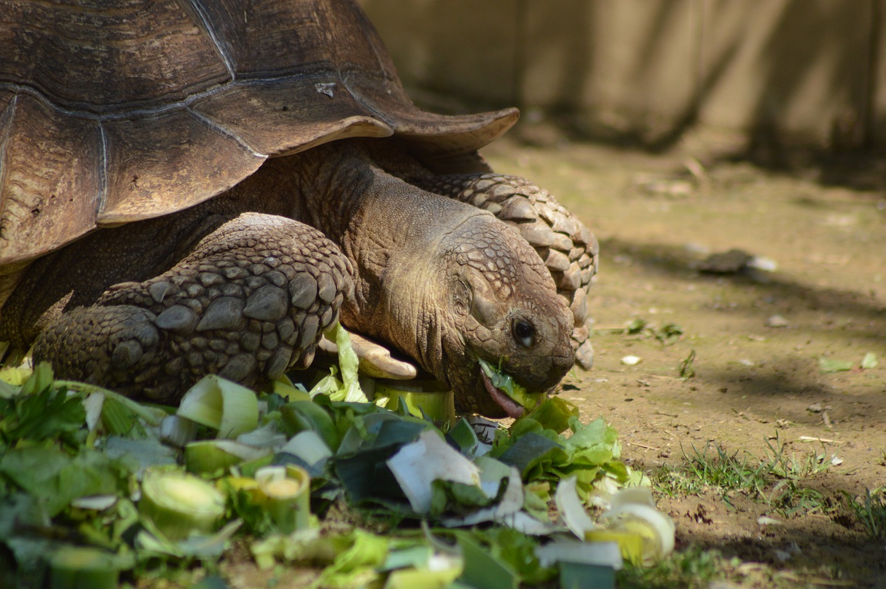 turtle  eat  salad free photo