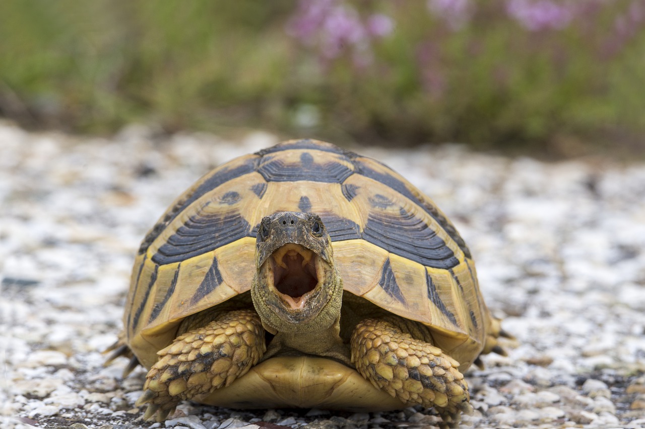 turtle  nature  animal free photo