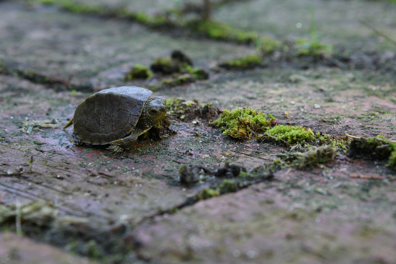 turtle  small  slow free photo