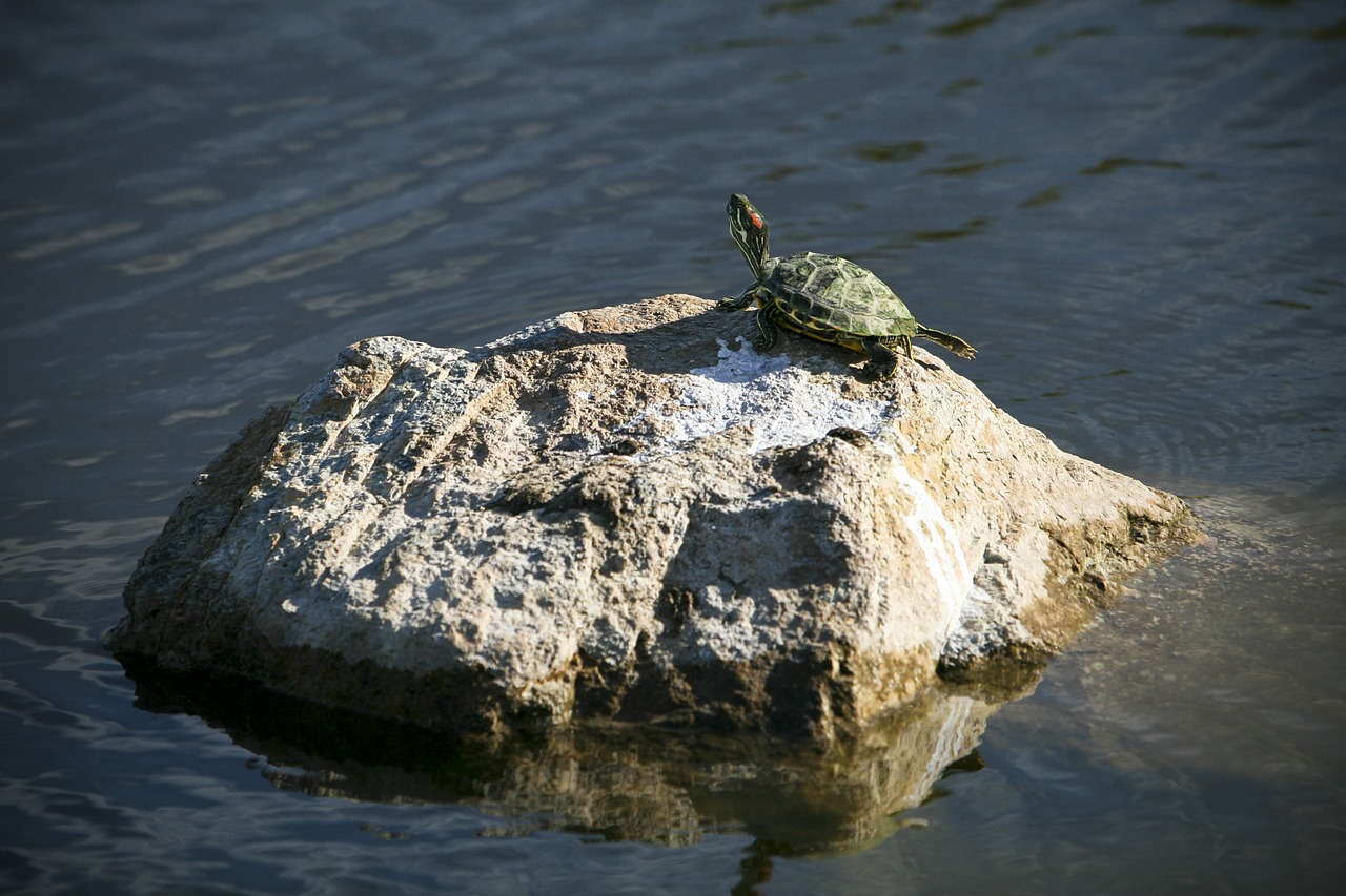 turtle water nature free photo