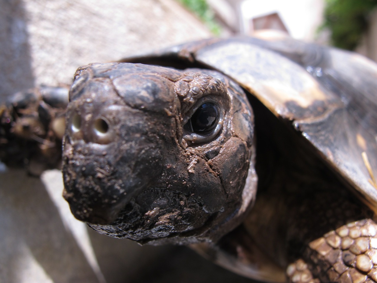 turtle animal tortoise free photo