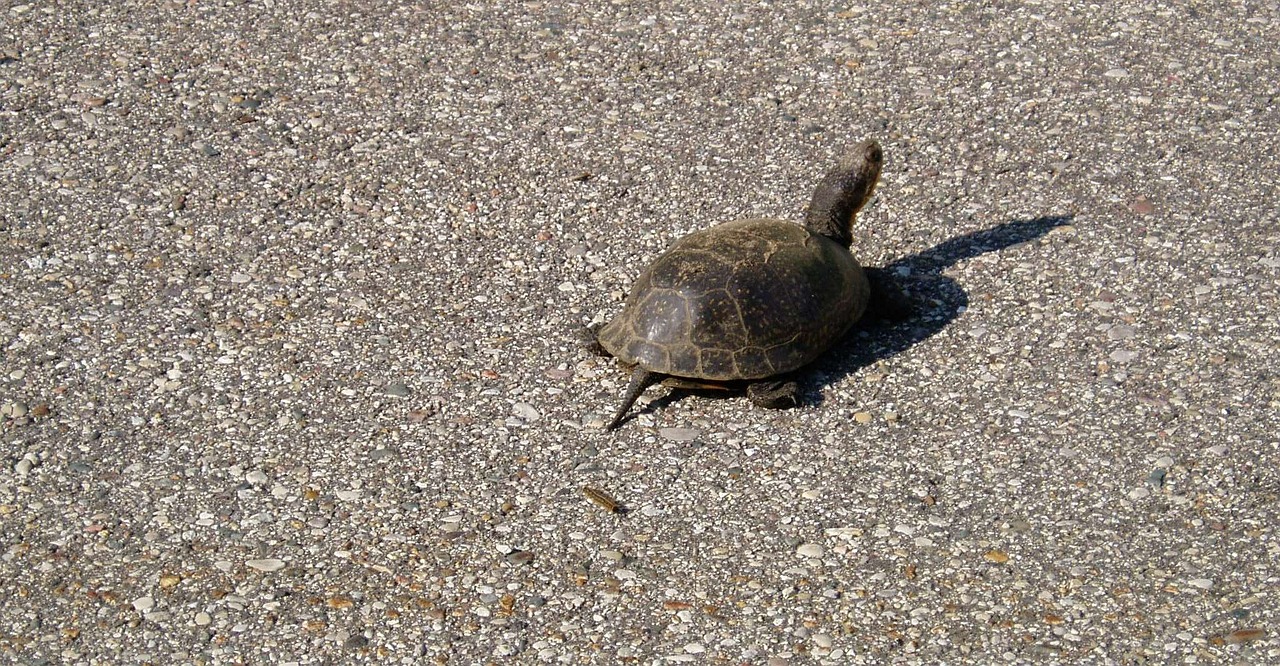 turtle road crawl free photo