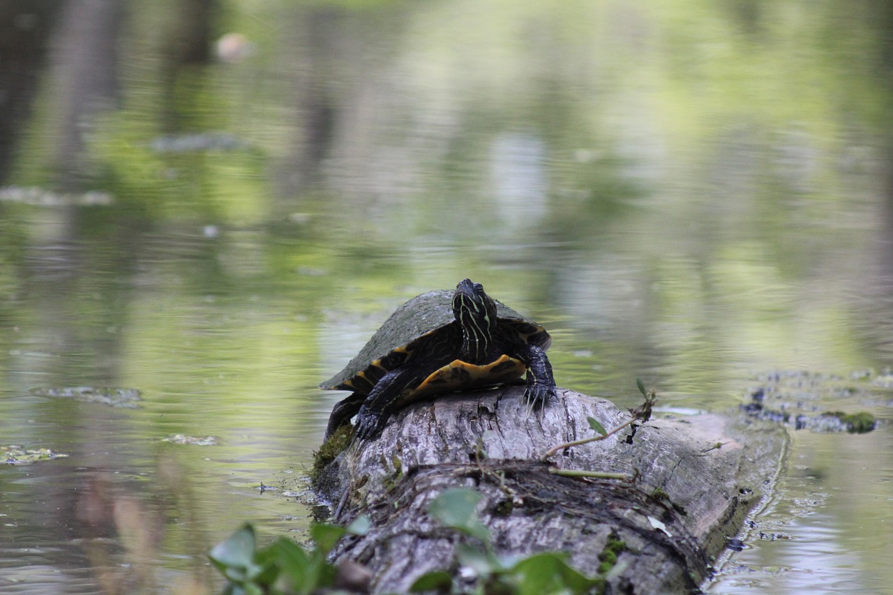 turtle swamp nature free photo