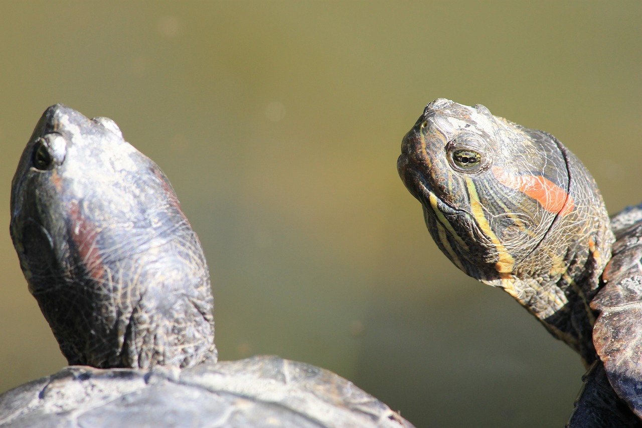 turtle nature florida turtles free photo