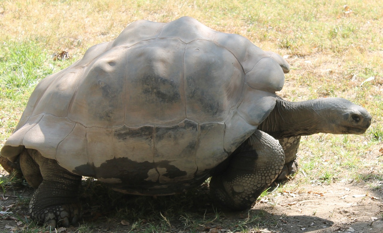 turtle tortoise animal free photo