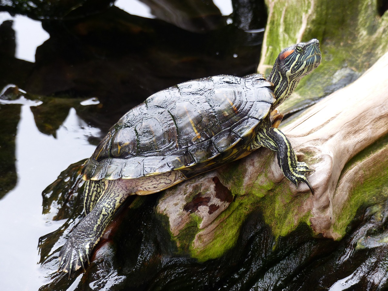 turtle water nature free photo