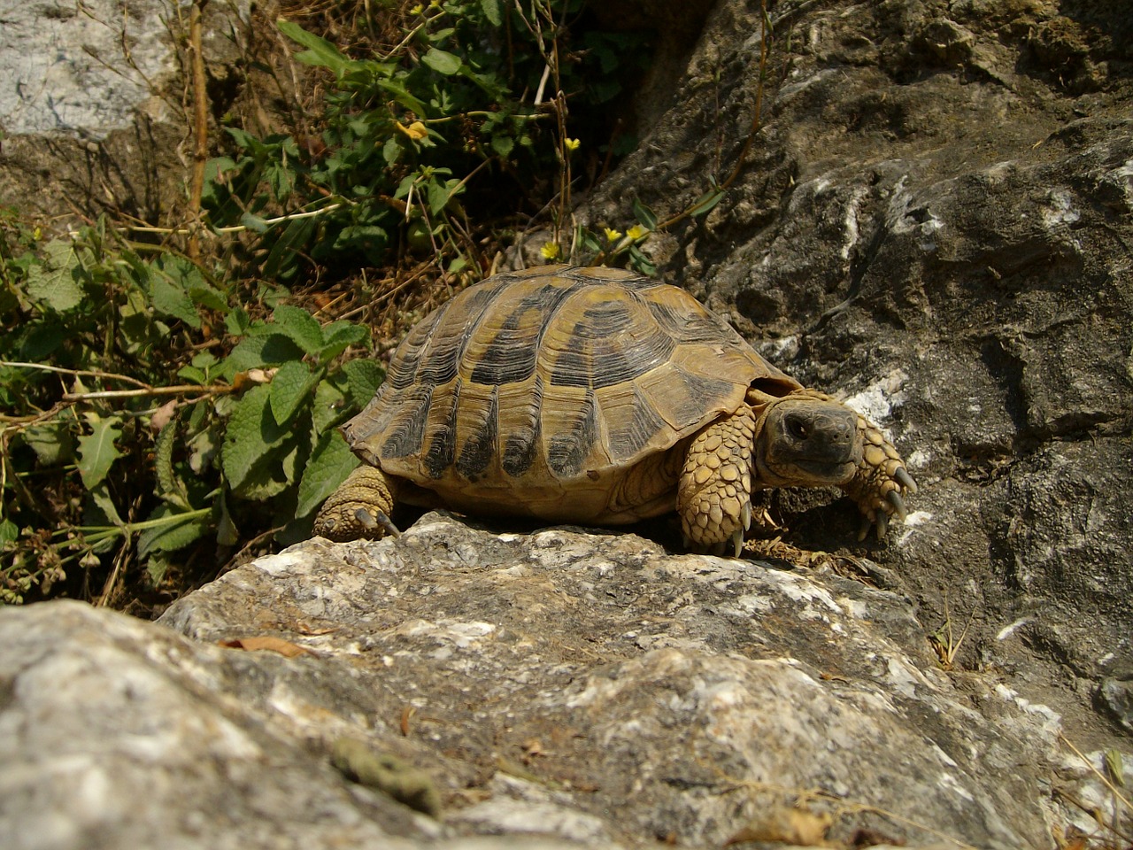 turtle rocks nature free photo