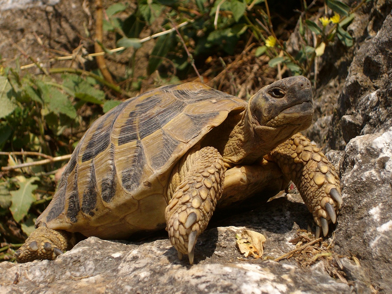 turtle rocks nature free photo