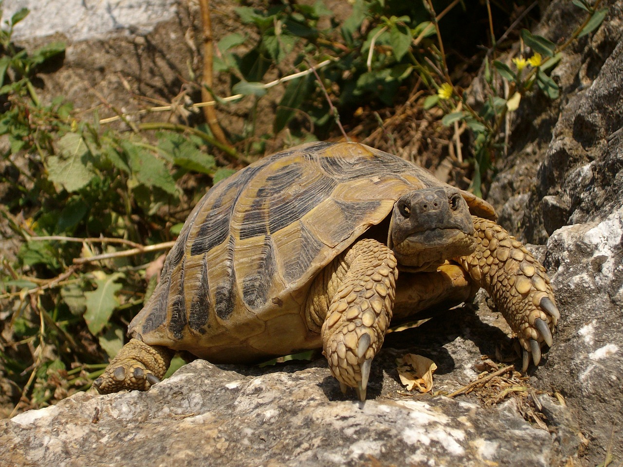 turtle rocks nature free photo