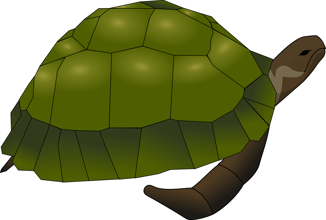 turtle tortoise green free photo