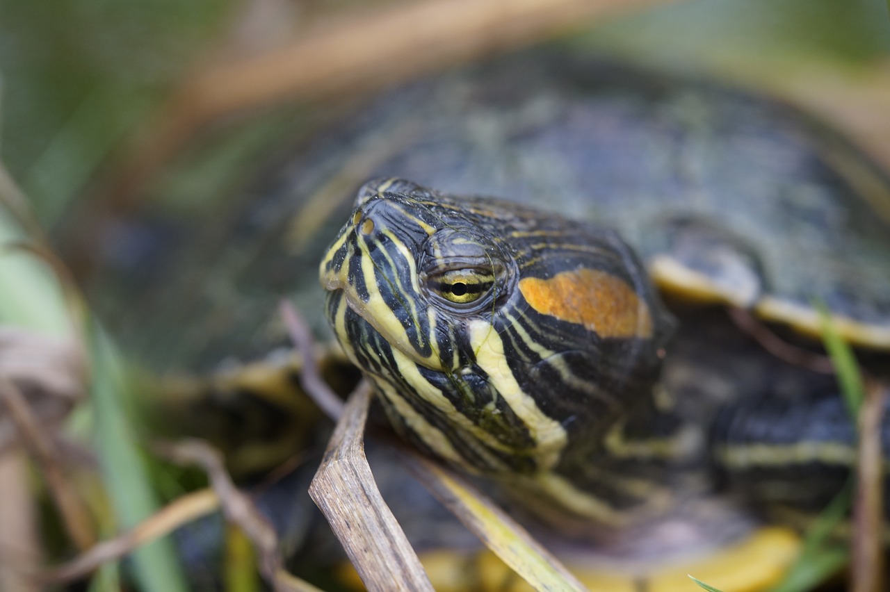 turtle water turtle portrait free photo