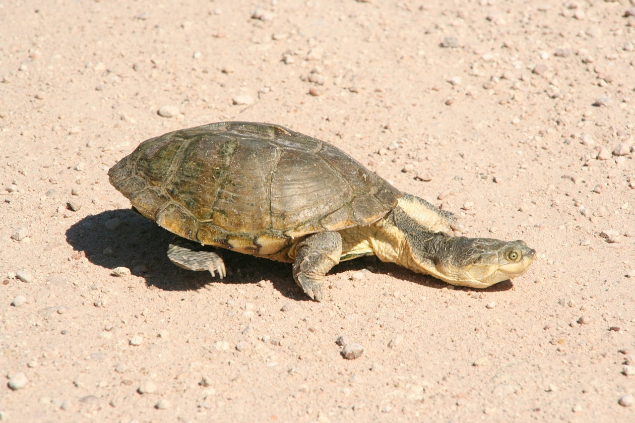 turtle namibia desert free photo