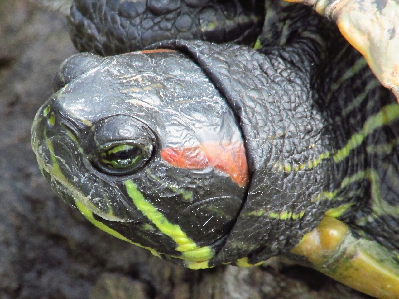 turtle macro zoo free photo