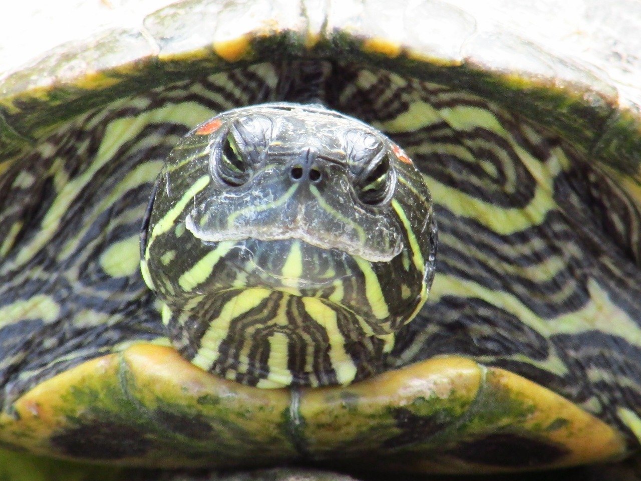 turtle zoo macro free photo