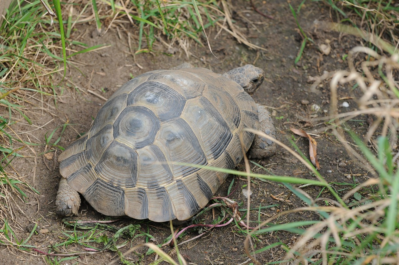 turtle tortoise moorish free photo