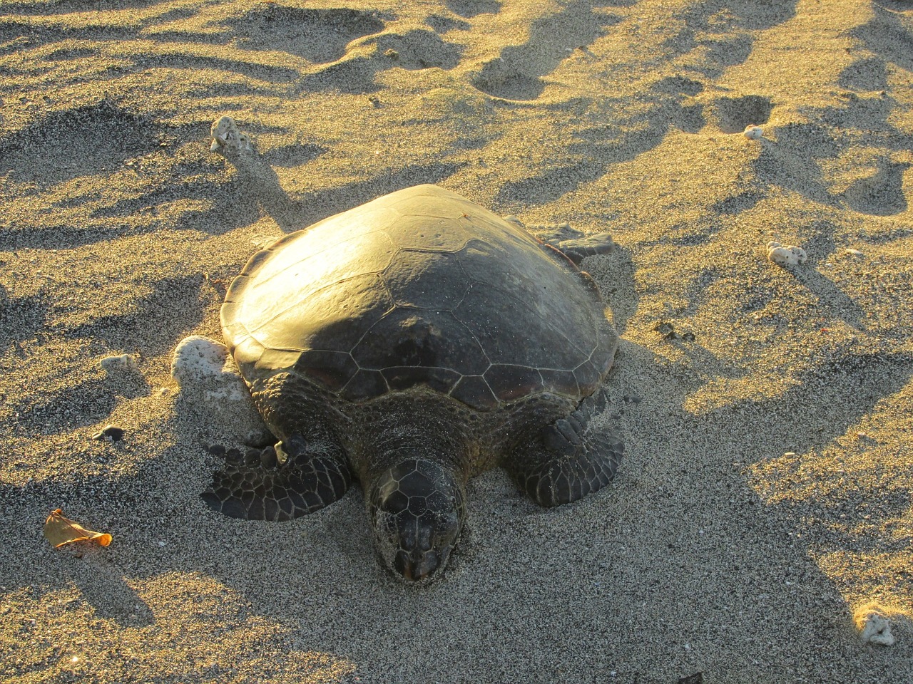 turtle beach wildlife free photo