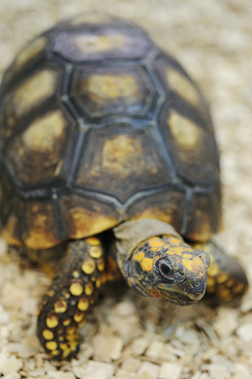 turtle animal reptile free photo