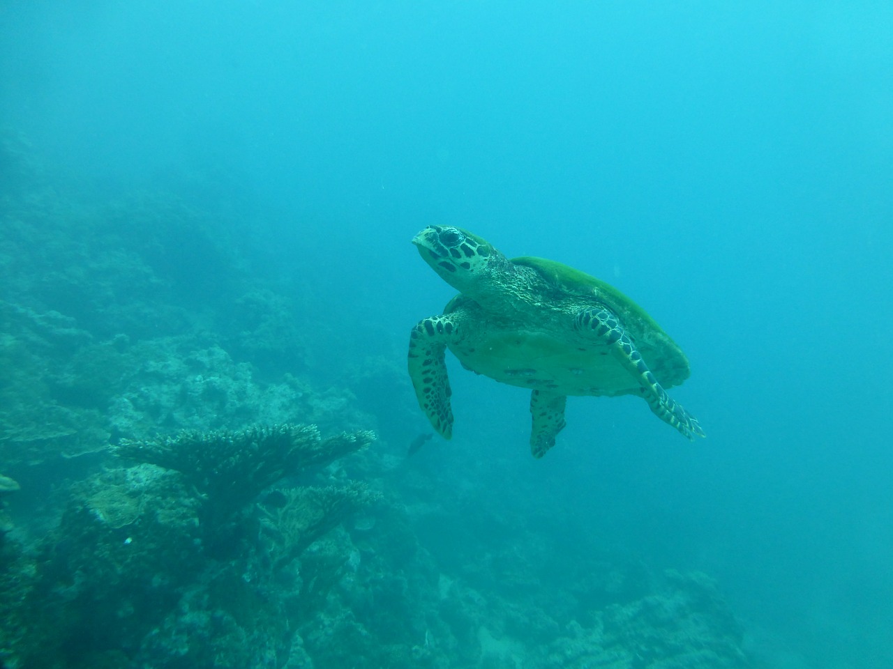 turtle sea blue free photo