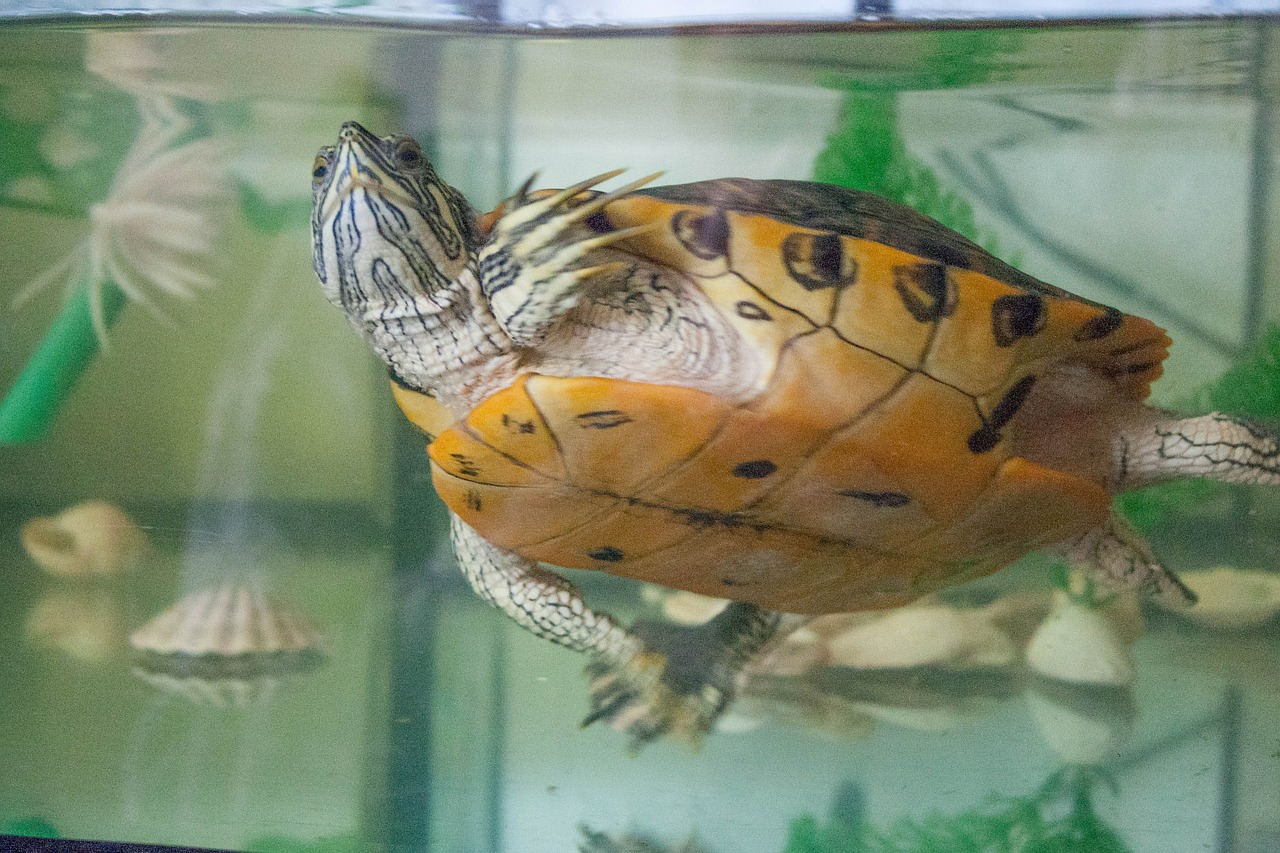 turtle water aquarium free photo