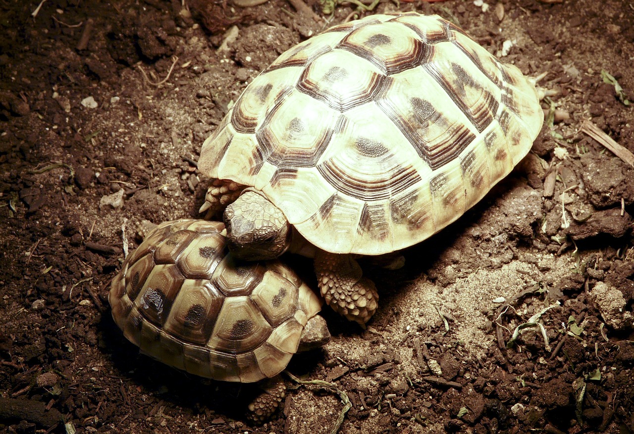 turtle panzer horn free photo