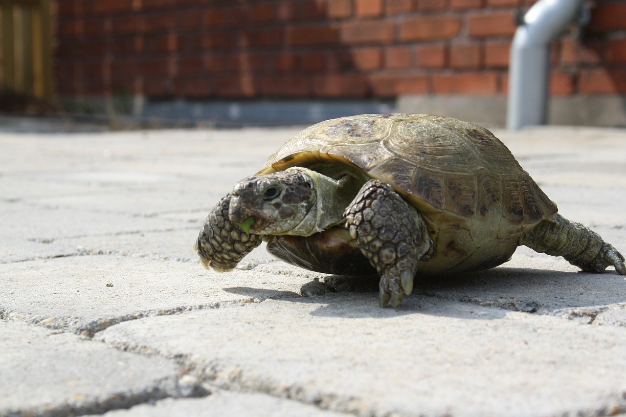 turtle green outside free photo