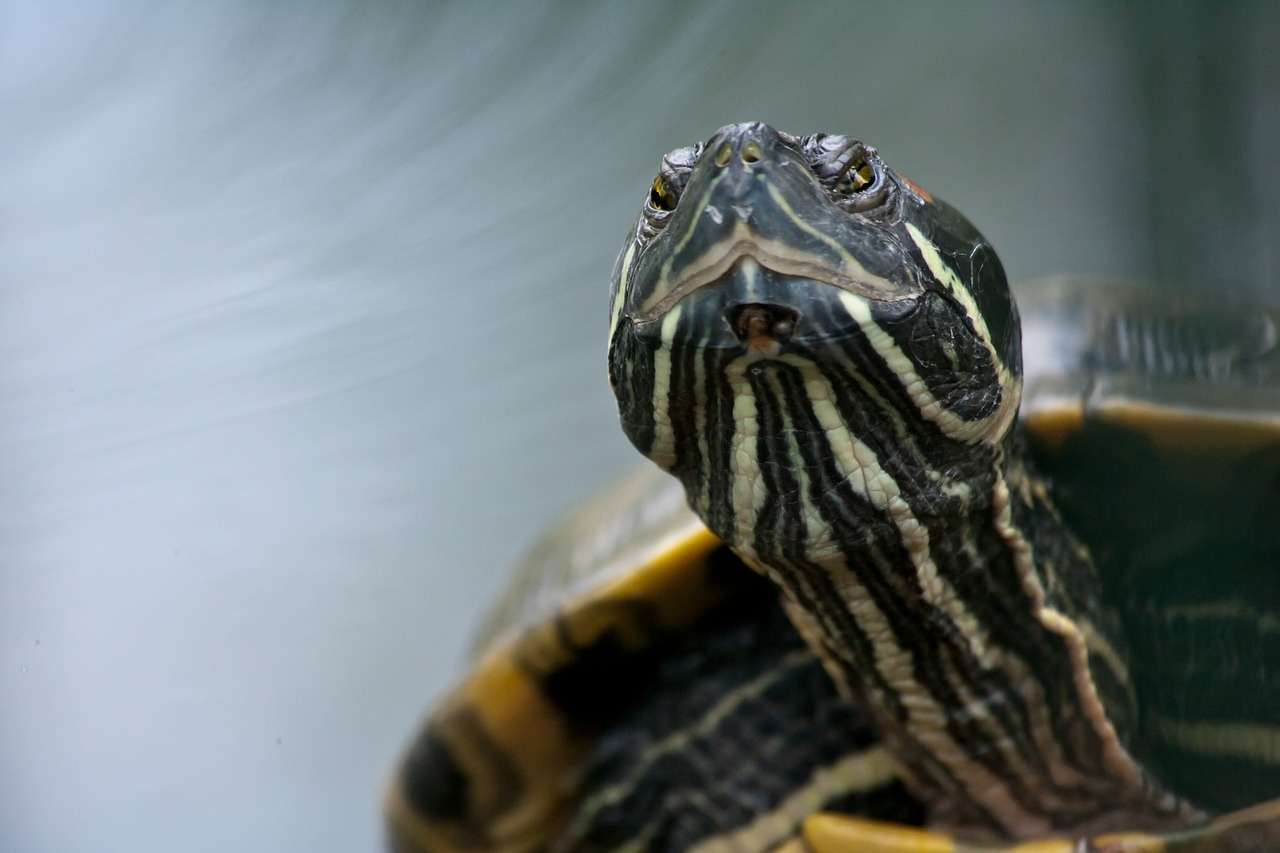 turtle reptile giant tortoise free photo