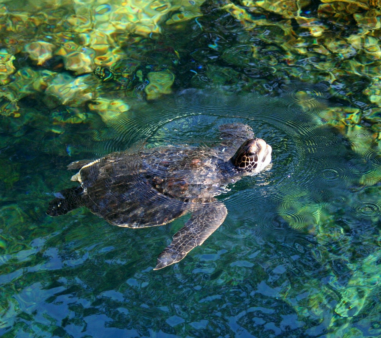 turtle tortoise swimming free photo