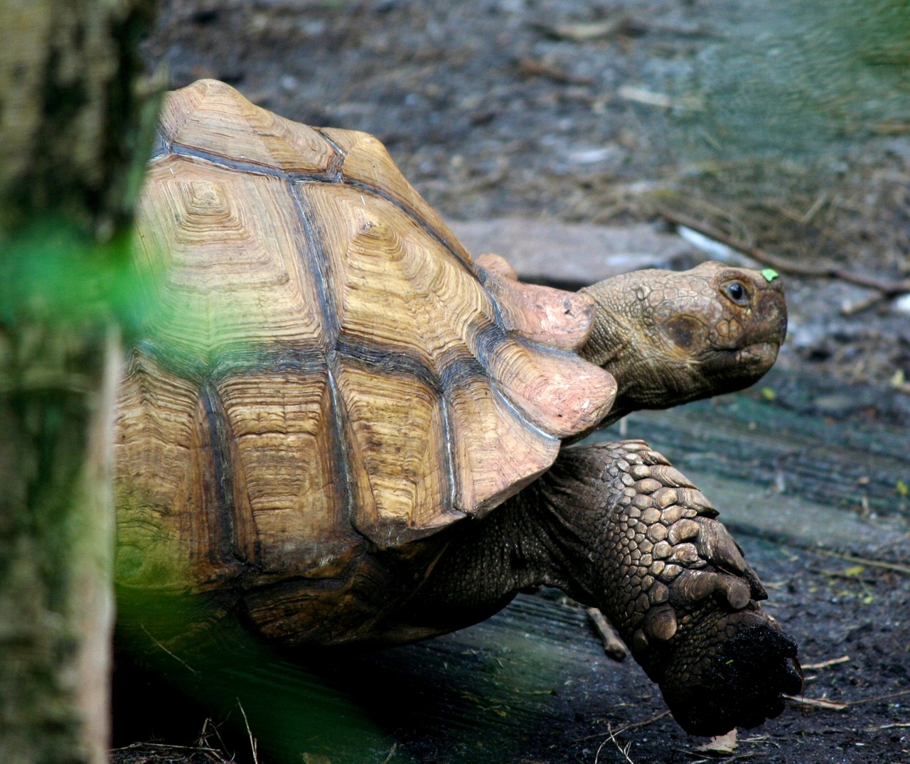 turtle tortoise crawl free photo