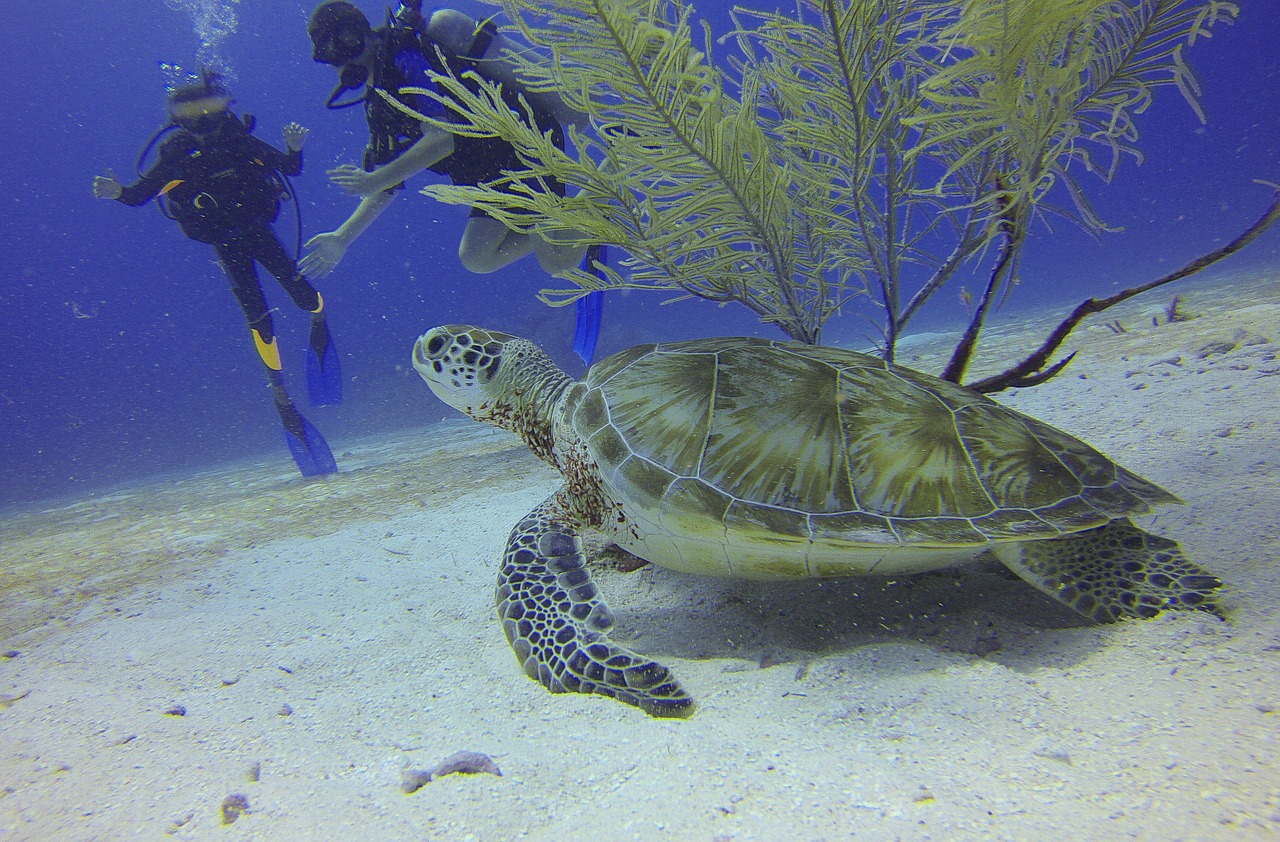 turtle scuba diving divers free photo