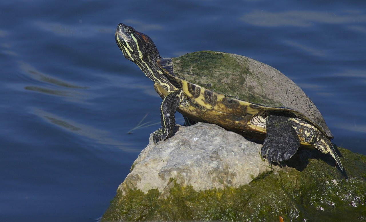 turtle reptile lake free photo