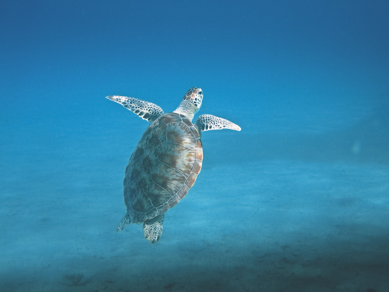 turtle animal marine free photo