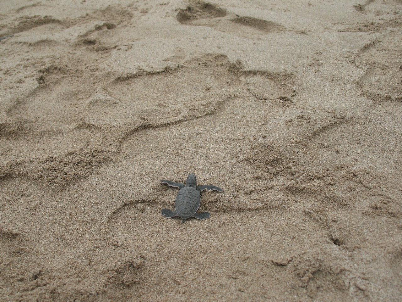 turtle tortoise sand free photo