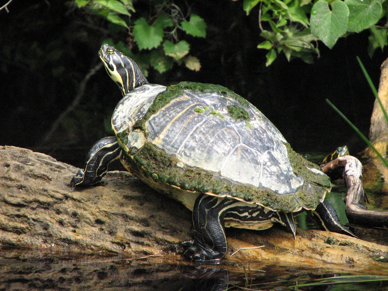 Turtle,river,water,three,free pictures - free image from needpix.com